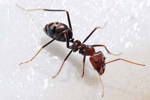 Carpenter Ant Identification Chart