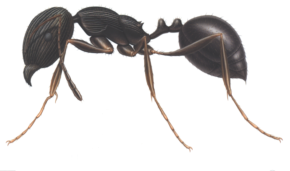 Ant Identification Chart